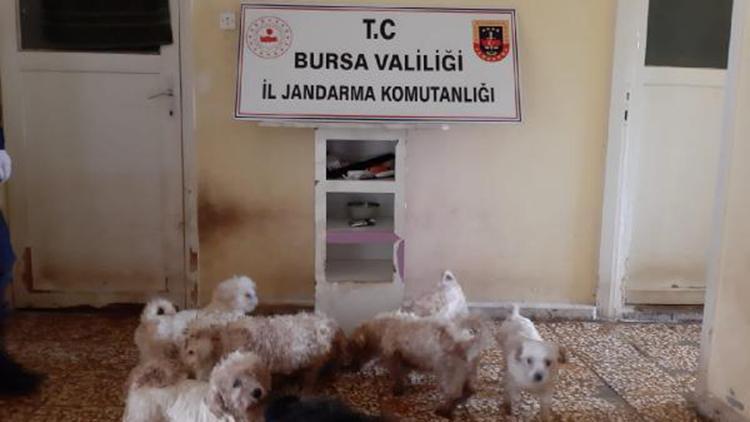 Çiftliğe köpek baskını; Maltese Terrier’ cinsi 23 köpek ele geçirildi