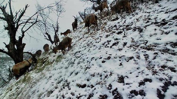 Yaban keçilerinin beslenme anı fotokapanda