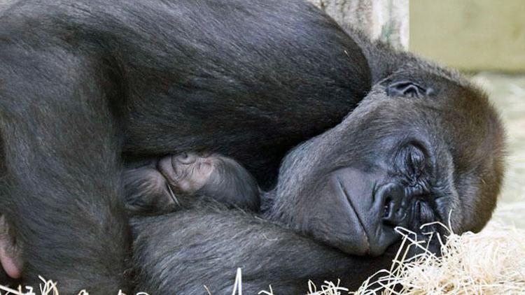 Goril bebeğe ‘Tilla’ adı verildi