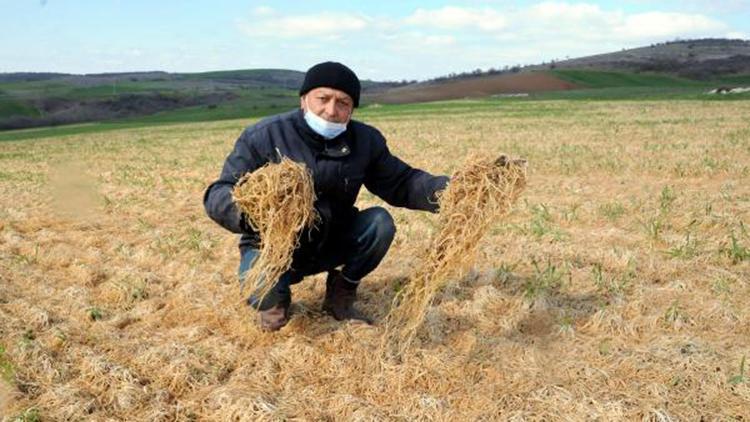 Trakyada zirai don buğday tarlalarının sararmasına neden oldu