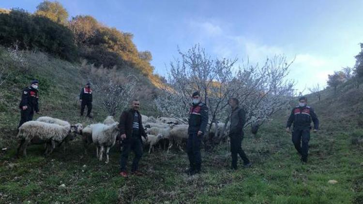 Kayıp koyunları jandarma buldu