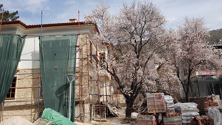 ASIRLIK AĞAÇ TUTANAKLA KURTULDU