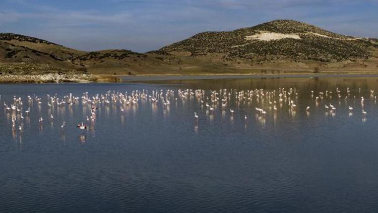 Yarışlı Gölünün misafirleri flamingolar geldi