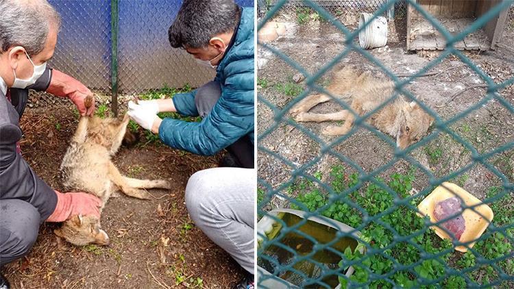 Yaralı bulunan çakal, tedaviye alındı