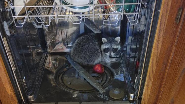 ABD’de eve giren rakun, bulaşık makinesinde uyurken yakalandı