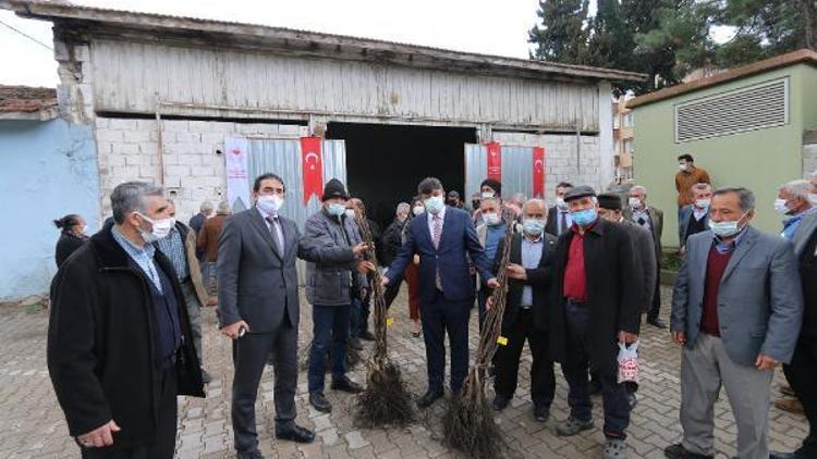 Çiftçilere sertifikalı 4 bin ceviz fidanı dağıtıldı