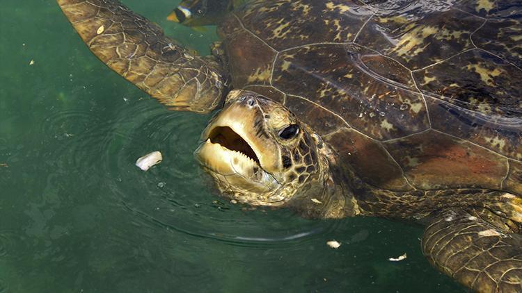 Madagaskarda inanılmaz olay: Deniz kaplumbağası yiyip öldüler