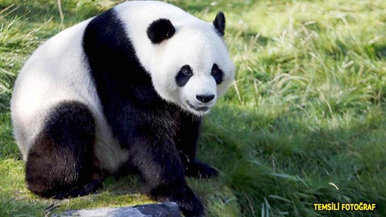 Belçika’da panda bakıcıyı ağır yaraladı