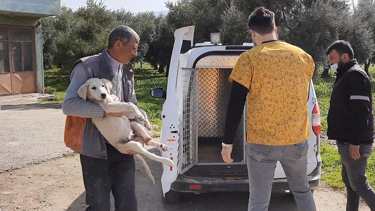Bursada işkence yapılan köpek, tedavi edildi