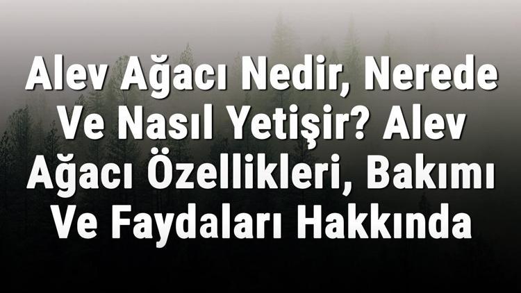 Alev Ağacı Nedir, Nerede Ve Nasıl Yetişir Alev Ağacı Özellikleri, Bakımı Ve Faydaları Hakkında Bilgi