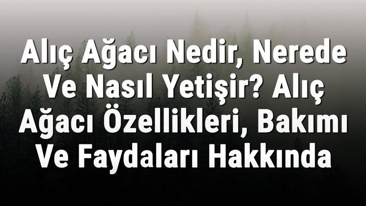 Alıç Ağacı Nedir, Nerede Ve Nasıl Yetişir? Alıç Ağacı Özellikleri, Bakımı Ve Faydaları Hakkında Bilgi