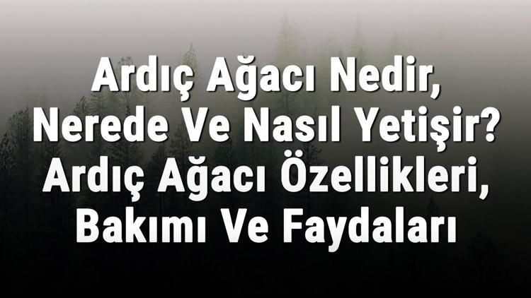 Ardıç Ağacı Nedir, Nerede Ve Nasıl Yetişir Ardıç Ağacı Özellikleri, Bakımı Ve Faydaları Hakkında Bilgi