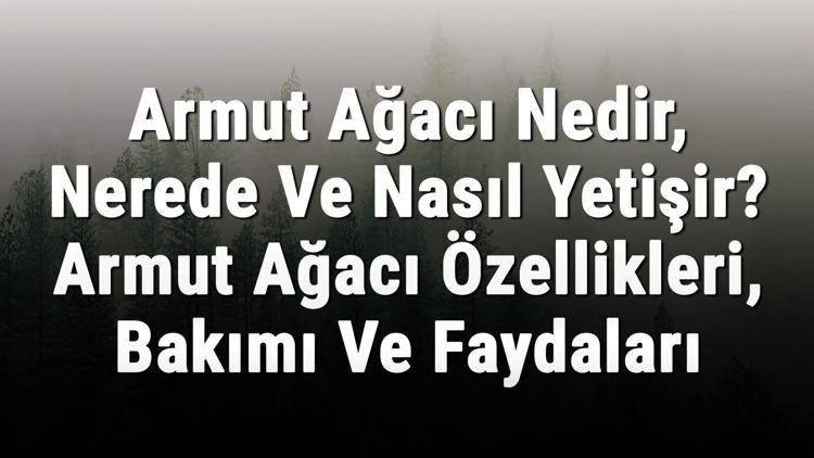 Armut Ağacı Nedir, Nerede Ve Nasıl Yetişir? Armut Ağacı Özellikleri, Bakımı Ve Faydaları Hakkında Bilgi