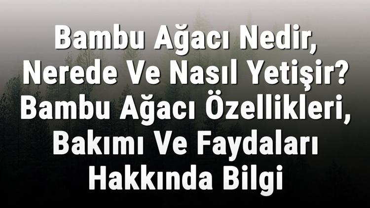 Bambu Ağacı Nedir, Nerede Ve Nasıl Yetişir? Bambu Ağacı Özellikleri, Bakımı Ve Faydaları Hakkında Bilgi