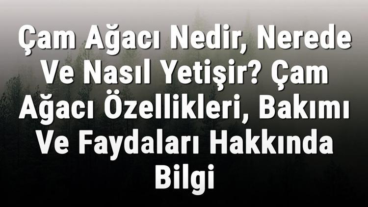 Çam Ağacı Nedir, Nerede Ve Nasıl Yetişir Çam Ağacı Özellikleri, Bakımı Ve Faydaları Hakkında Bilgi