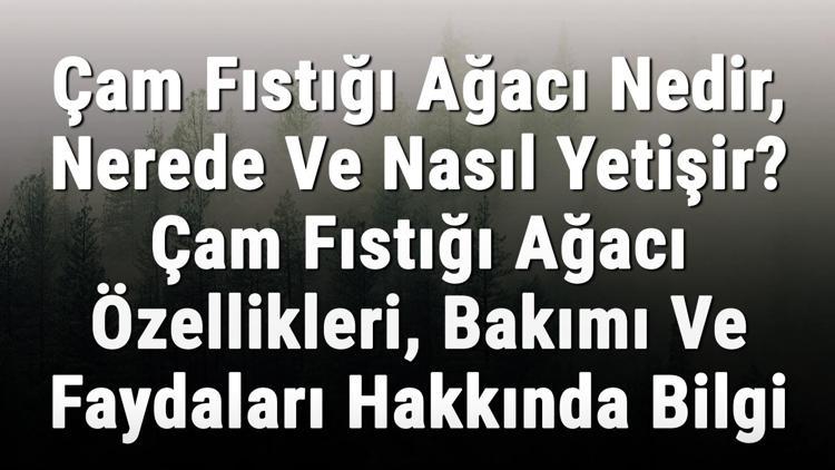 Çam Fıstığı Ağacı Nedir, Nerede Ve Nasıl Yetişir? Çam Fıstığı Ağacı Özellikleri, Bakımı Ve Faydaları Hakkında Bilgi