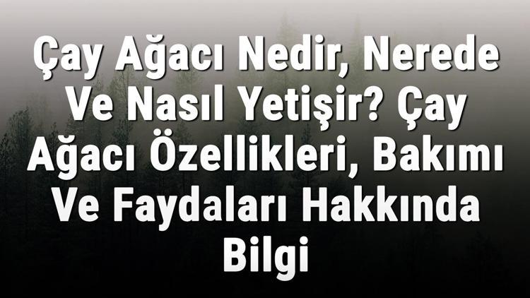 Çay Ağacı Nedir, Nerede Ve Nasıl Yetişir? Çay Ağacı Özellikleri, Bakımı Ve Faydaları Hakkında Bilgi