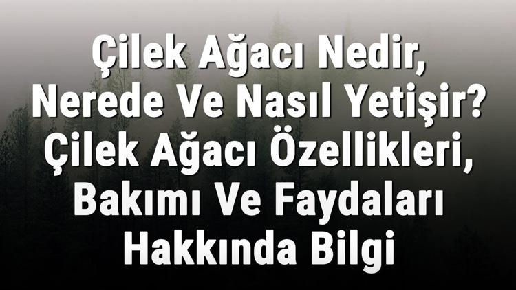 Çilek Ağacı Nedir, Nerede Ve Nasıl Yetişir? Çilek Ağacı Özellikleri, Bakımı Ve Faydaları Hakkında Bilgi