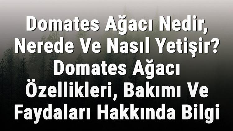 Domates Ağacı Nedir, Nerede Ve Nasıl Yetişir? Domates Ağacı Özellikleri, Bakımı Ve Faydaları Hakkında Bilgi