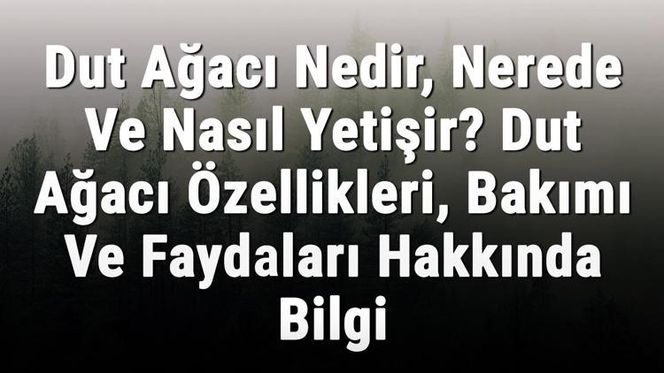 Dut Ağacı Nedir, Nerede Ve Nasıl Yetişir? Dut Ağacı Özellikleri, Bakımı Ve Faydaları Hakkında Bilgi