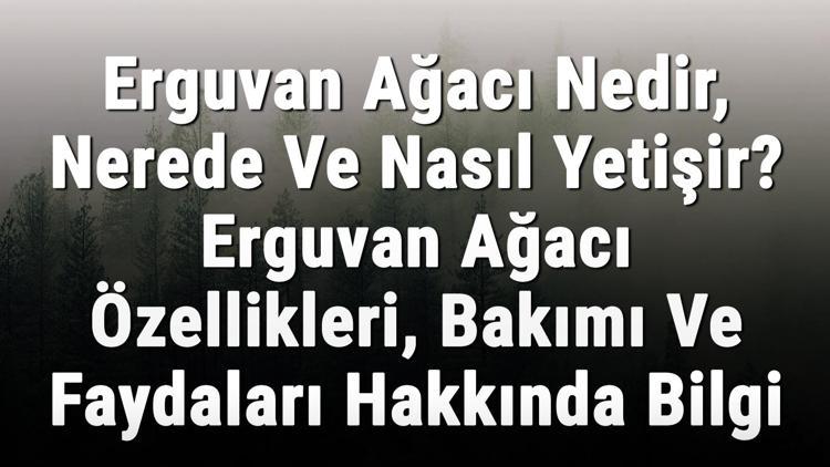 Erguvan Ağacı Nedir, Nerede Ve Nasıl Yetişir Erguvan Ağacı Özellikleri, Bakımı Ve Faydaları Hakkında Bilgi