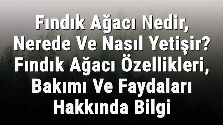 Fındık Ağacı Nedir, Nerede Ve Nasıl Yetişir Fındık Ağacı Özellikleri, Bakımı Ve Faydaları Hakkında Bilgi