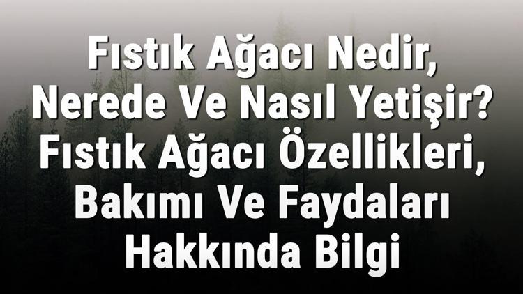 Fıstık Ağacı Nedir, Nerede Ve Nasıl Yetişir Fıstık Ağacı Özellikleri, Bakımı Ve Faydaları Hakkında Bilgi