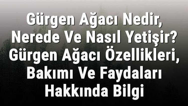 Gürgen Ağacı Nedir, Nerede Ve Nasıl Yetişir Gürgen Ağacı Özellikleri, Bakımı Ve Faydaları Hakkında Bilgi