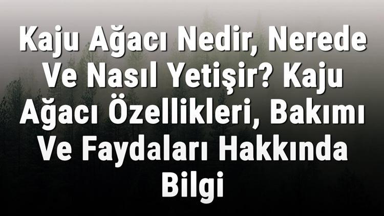 Kaju Ağacı Nedir, Nerede Ve Nasıl Yetişir? Kaju Ağacı Özellikleri, Bakımı Ve Faydaları Hakkında Bilgi