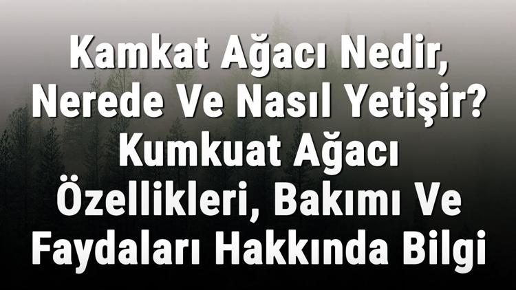 Kamkat Ağacı Nedir, Nerede Ve Nasıl Yetişir? Kumkuat Ağacı Özellikleri, Bakımı Ve Faydaları Hakkında Bilgi