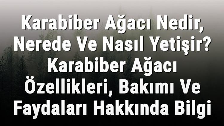 Karabiber Ağacı Nedir, Nerede Ve Nasıl Yetişir? Karabiber Ağacı Özellikleri, Bakımı Ve Faydaları Hakkında Bilgi