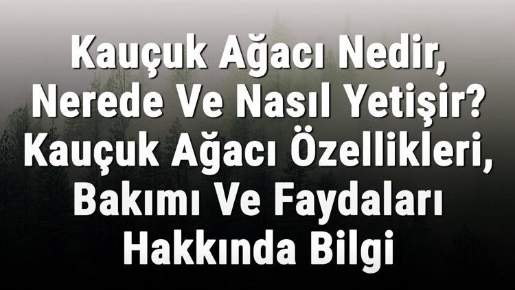 Kauçuk Ağacı Nedir, Nerede Ve Nasıl Yetişir? Kauçuk Ağacı Özellikleri, Bakımı Ve Faydaları Hakkında Bilgi