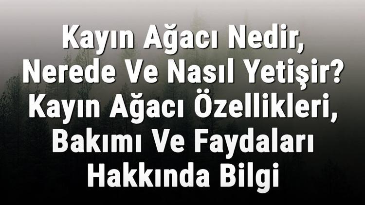 Kayın Ağacı Nedir, Nerede Ve Nasıl Yetişir? Kayın Ağacı Özellikleri, Bakımı Ve Faydaları Hakkında Bilgi