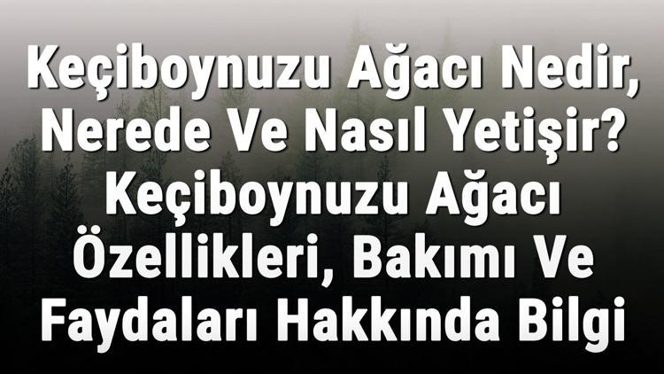 Keçiboynuzu Ağacı Nedir, Nerede Ve Nasıl Yetişir Keçiboynuzu Ağacı Özellikleri, Bakımı Ve Faydaları Hakkında Bilgi