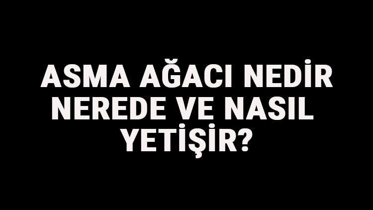 Asma Ağacı Nedir, Nerede Ve Nasıl Yetişir? Asma Üzüm Ağacı Özellikleri, Bakımı Ve Faydaları Hakkında Bilgi