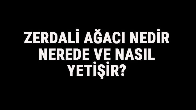 Zerdali Ağacı Nedir, Nerede Ve Nasıl Yetişir? Zerdali Ağacı Özellikleri, Bakımı Ve Faydaları Hakkında Bilgi