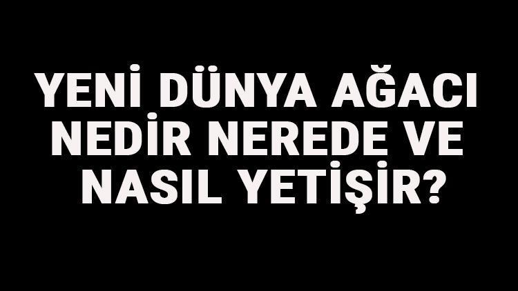 Yeni Dünya Ağacı Nedir, Nerede Ve Nasıl Yetişir? Yeni Dünya Ağacı Özellikleri, Bakımı Ve Faydaları Hakkında Bilgi