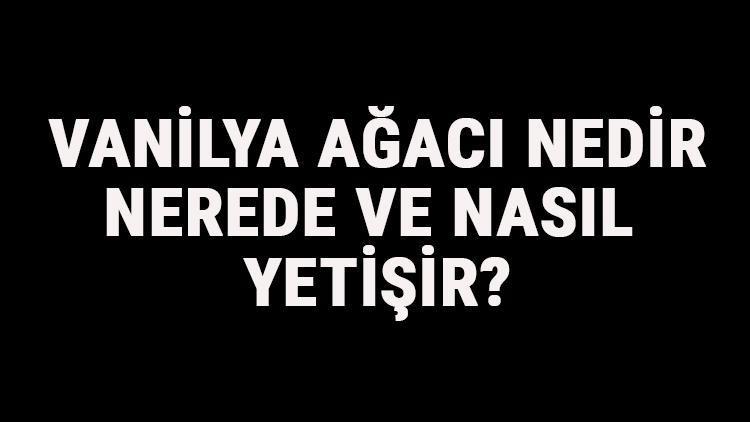 Vanilya Ağacı Nedir, Nerede Ve Nasıl Yetişir? Vanilya Ağacı Özellikleri, Bakımı Ve Faydaları Hakkında Bilgi