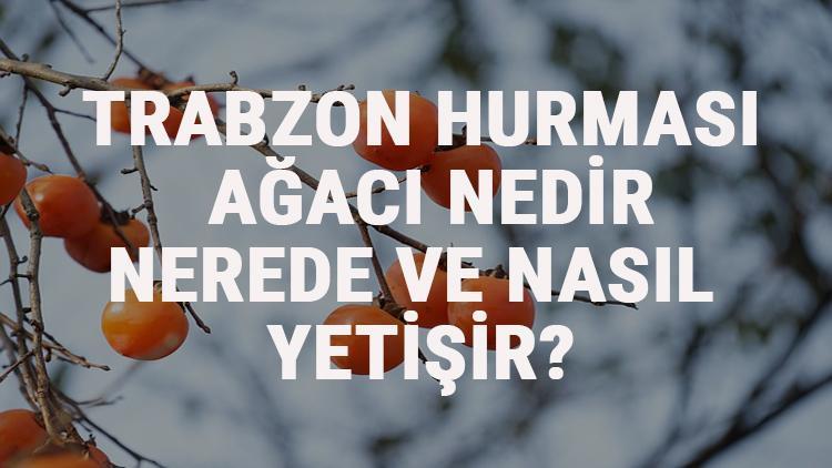 Trabzon Hurması Ağacı Nedir, Nerede Ve Nasıl Yetişir? Trabzon Hurması Ağacı Özellikleri, Bakımı Ve Faydaları Hakkında Bilgi