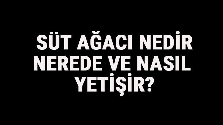 Süt Ağacı Nedir, Nerede Ve Nasıl Yetişir? Süt Ağacı Özellikleri, Bakımı Ve Faydaları Hakkında Bilgi