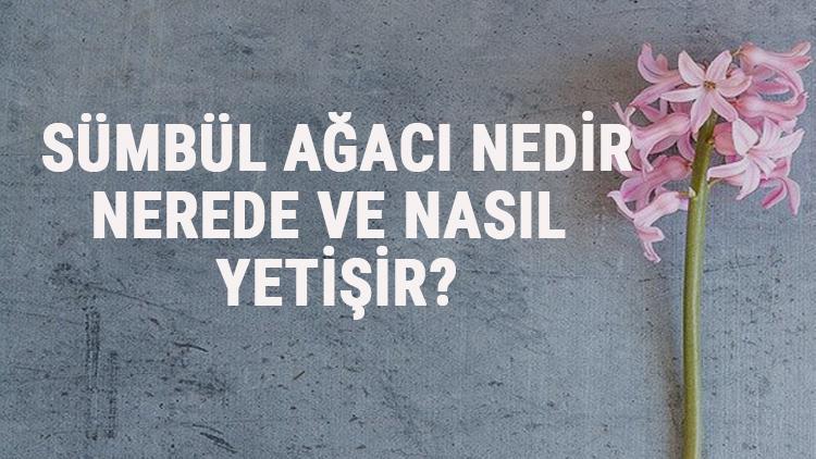 Sümbül Ağacı Nedir, Nerede Ve Nasıl Yetişir? Sümbül Ağacı Özellikleri, Bakımı Ve Faydaları Hakkında Bilgi