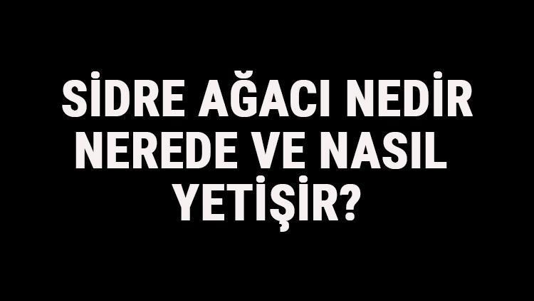 Sidre Ağacı Nedir, Nerede Ve Nasıl Yetişir? Sidre Ağacı Özellikleri, Bakımı Ve Faydaları Hakkında Bilgi