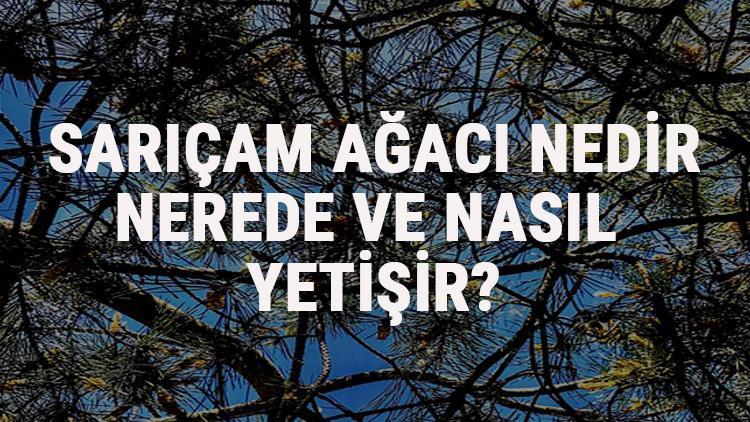 Sarıçam Ağacı Nedir, Nerede Ve Nasıl Yetişir Sarıçam Ağacı Özellikleri, Bakımı Ve Faydaları Hakkında Bilgi