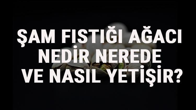 Şam Fıstığı Ağacı Nedir, Nerede Ve Nasıl Yetişir Şam Fıstığı Ağacı Özellikleri, Bakımı Ve Faydaları Hakkında Bilgi