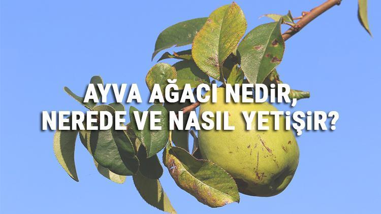 Ayva Ağacı Nedir, Nerede Ve Nasıl Yetişir Ayva Ağacı Özellikleri, Bakımı Ve Faydaları Hakkında Bilgi