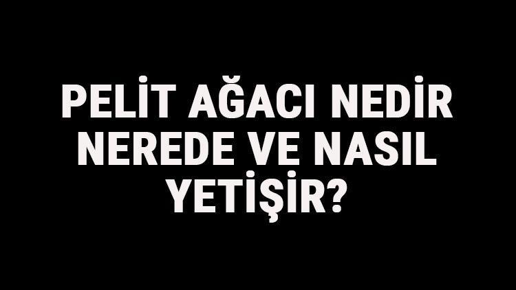 Pelit Ağacı Nedir, Nerede Ve Nasıl Yetişir? Pelit Ağacı Özellikleri, Bakımı Ve Faydaları Hakkında Bilgi