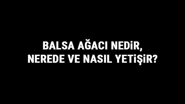 Balsa Ağacı Nedir, Nerede Ve Nasıl Yetişir? Balsa Ağacı Özellikleri, Bakımı Ve Faydaları Hakkında Bilgi