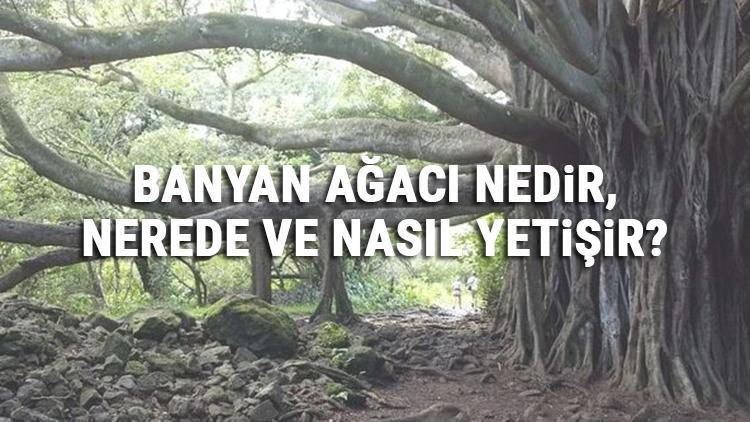 Banyan Ağacı Nedir, Nerede Ve Nasıl Yetişir Banyan Ağacı Özellikleri, Bakımı Ve Faydaları Hakkında Bilgi