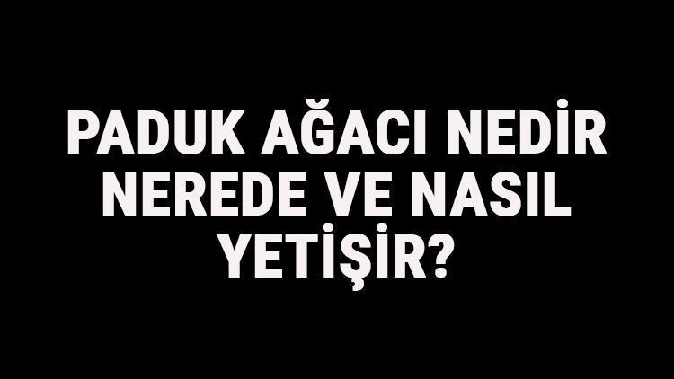 Paduk Ağacı Nedir, Nerede Ve Nasıl Yetişir? Paduk Ağacı Özellikleri, Bakımı Ve Faydaları Hakkında Bilgi