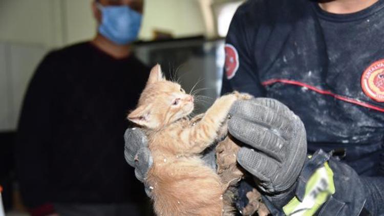 Tavan arasında mahsur kalan yavru kedi kurtarıldı